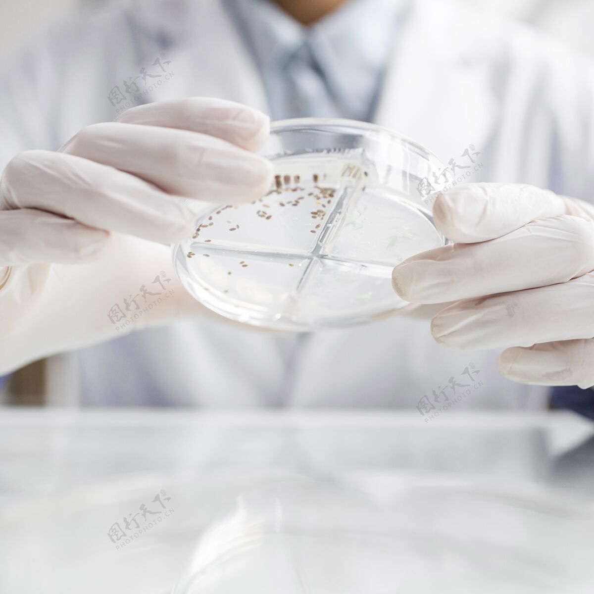 培养皿在生物技术实验室用培养皿研究人员技术分析研究人员